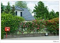 Begin rozenbloei in de Bosstraat